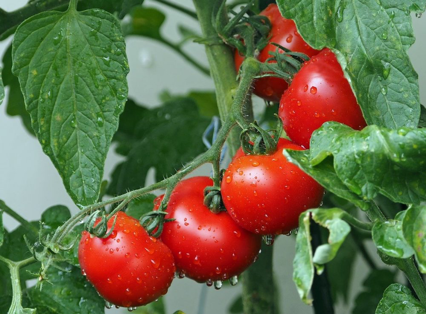 Nội dung chính của Bài Đọc: "A Second Attempt at Domesticating the Tomato"
